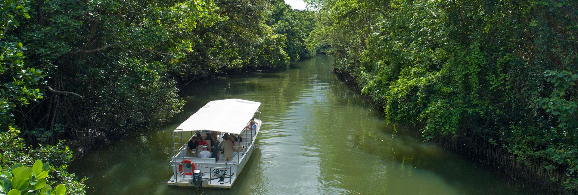 Daintree Rainforest Tour