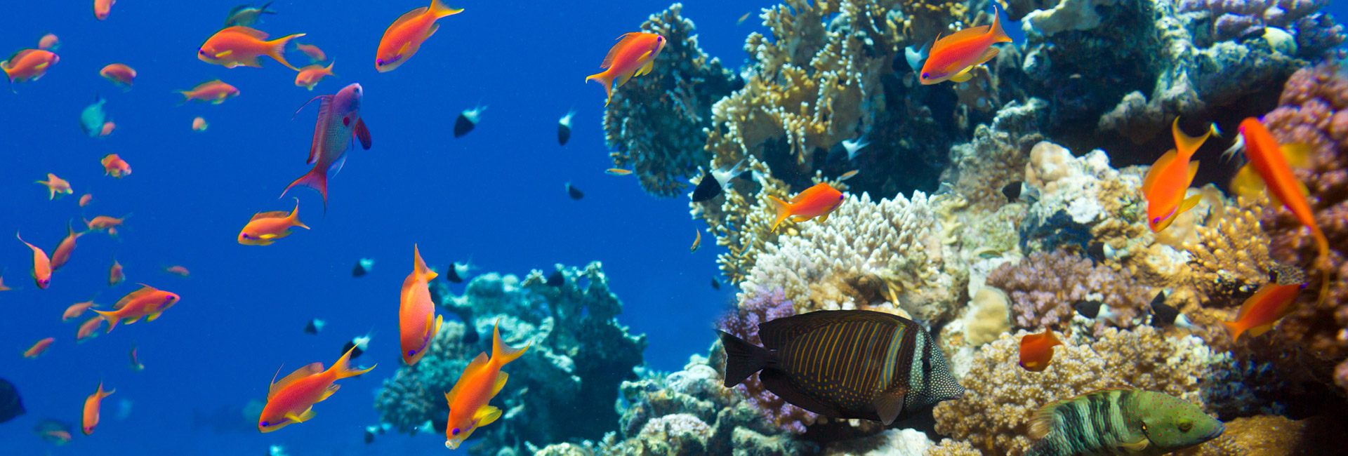 Reef Activities & Tours