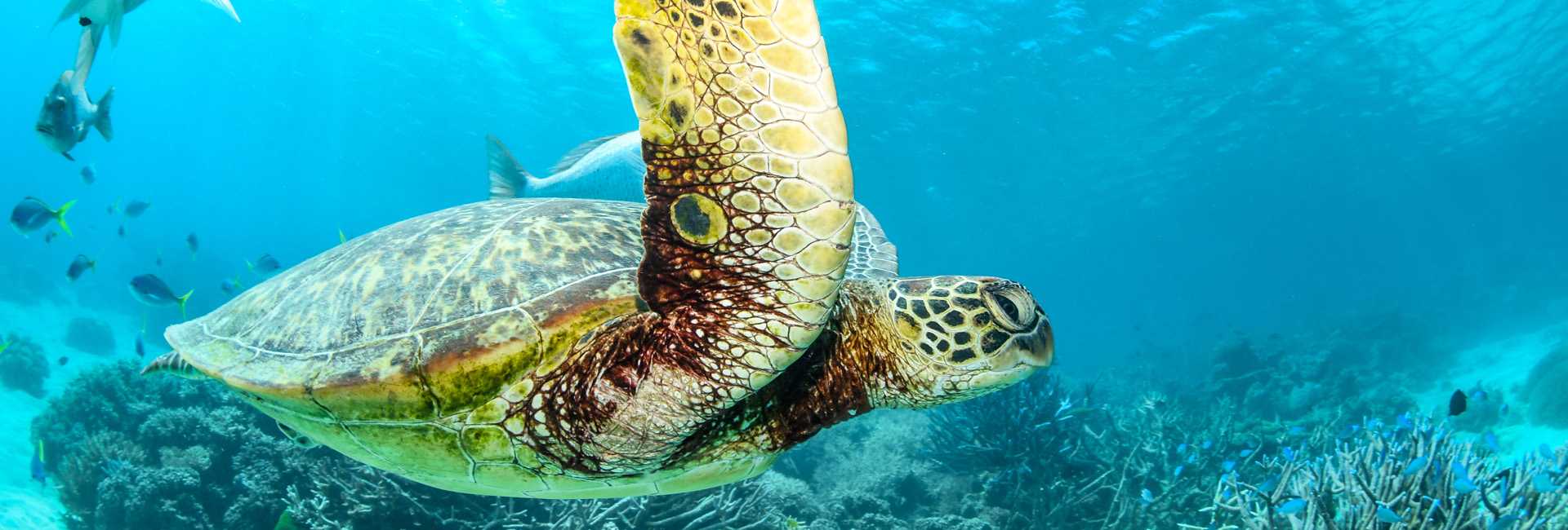 Diving & Courses